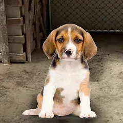 Взлом My Pet Animal Shelter World  [МОД Меню] - последняя версия apk на Андроид