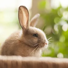 Взломанная 1 picture and a few words  [МОД Меню] - полная версия apk на Андроид