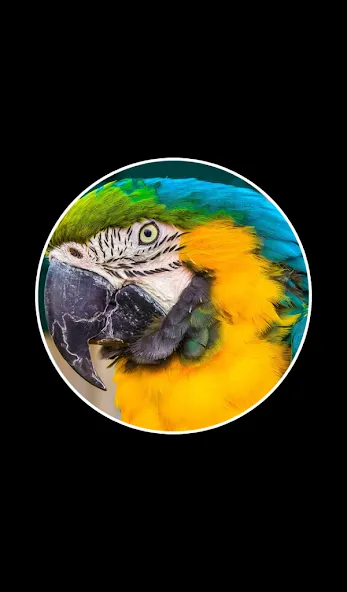 Word Rings 2  [МОД Бесконечные монеты] Screenshot 2